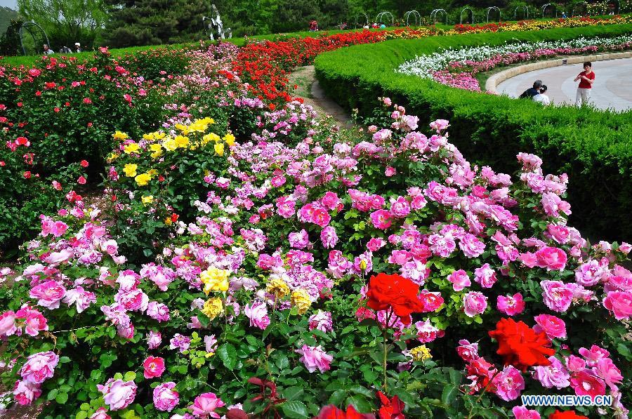 Tourists view Chinese roses in Beijing Botanical Garden