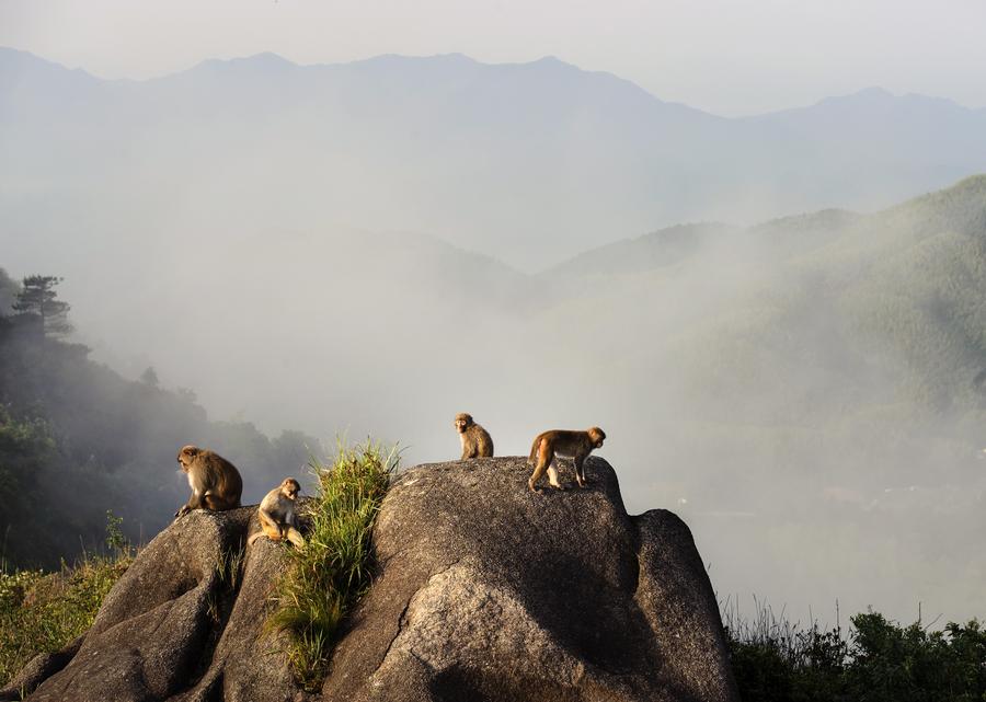 Meihua Mountain Nature Reserve in SE China