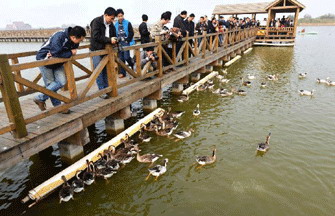 Five Oriental white storks released back into the wild in NE China