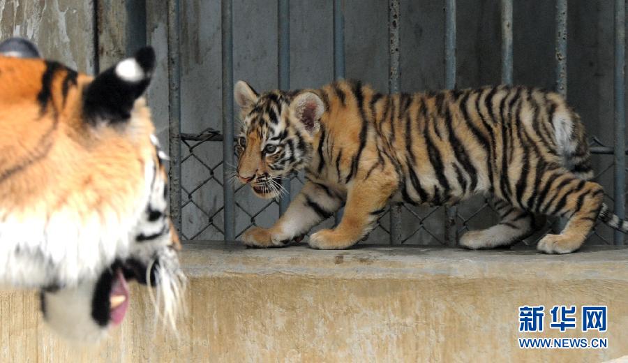 Young tiger says hello to visitors