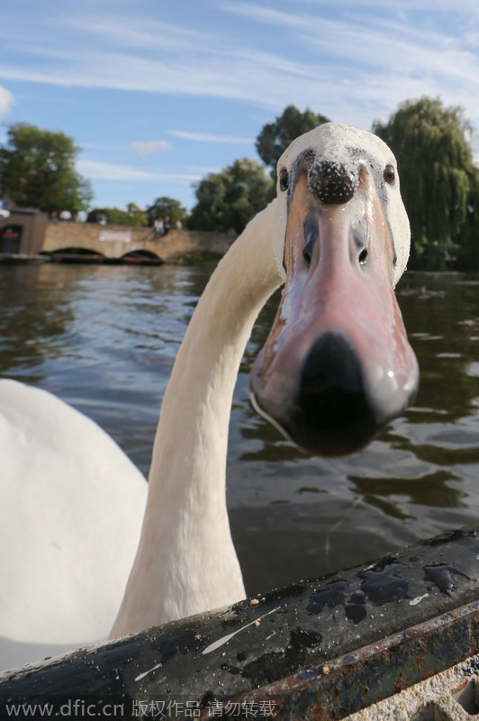 Vicious swan bullies tourists and rowers on the River Cam