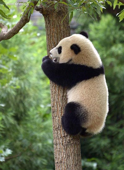 US zoo celebrates first birthday of panda Bao Bao