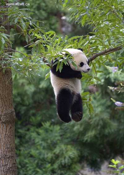 US zoo celebrates first birthday of panda Bao Bao