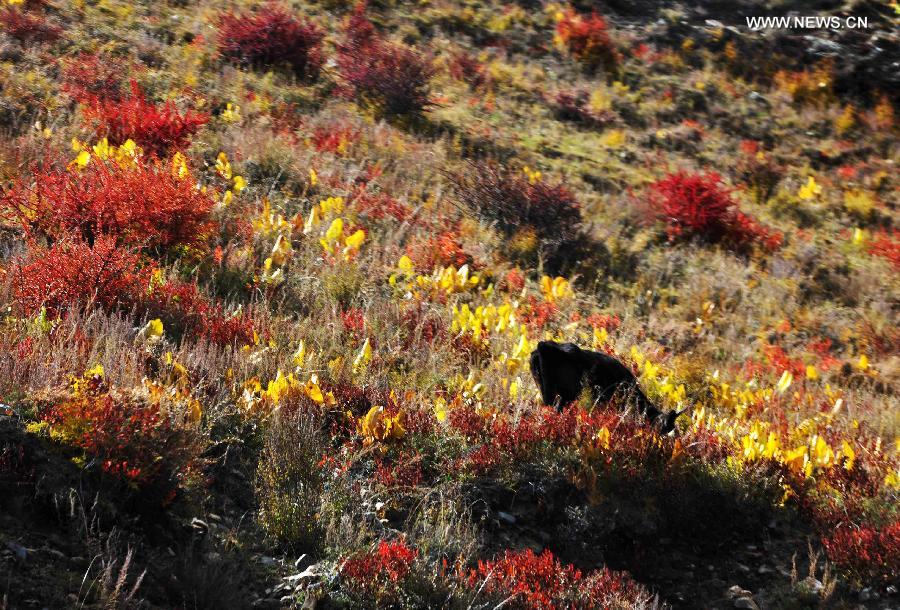 Autumn scenery in Tibet