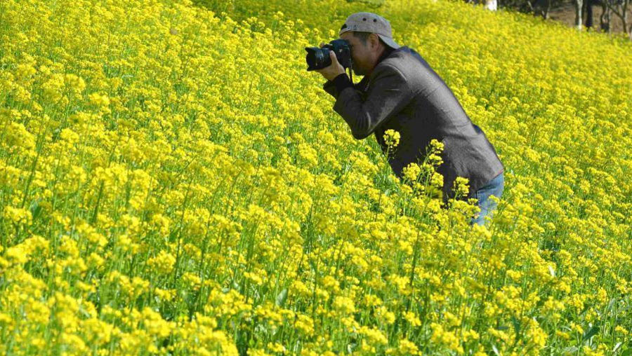 Canola flowers blossom in Xiamen