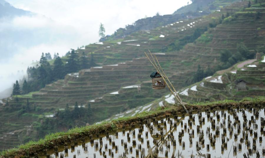 Scenery of terraced fields in China's Guizhou