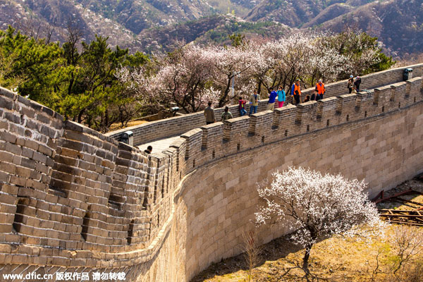 Great Wall offers perfect backdrop for apricot blossom festival