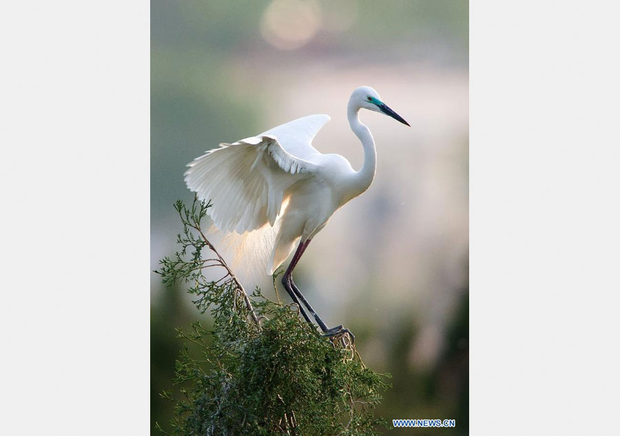 Egrets in Longshan scenic spot in North China's Hebei