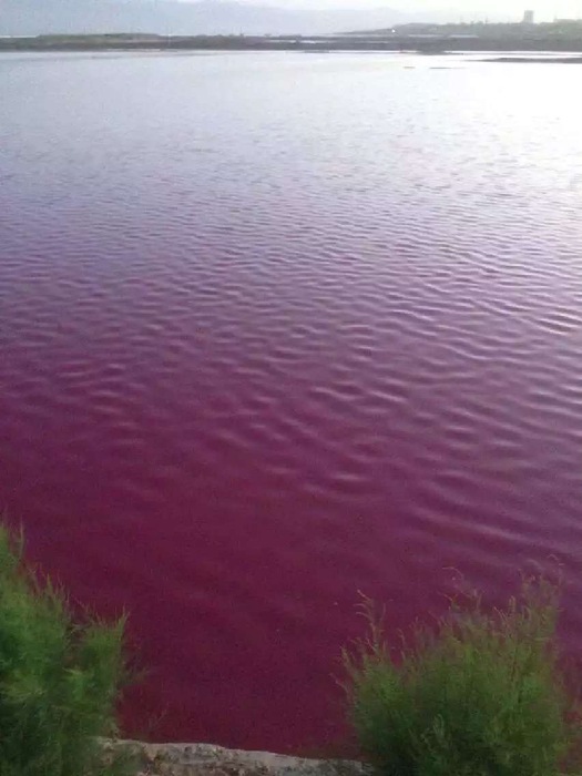 N China's ancient salt lake in rosy hue