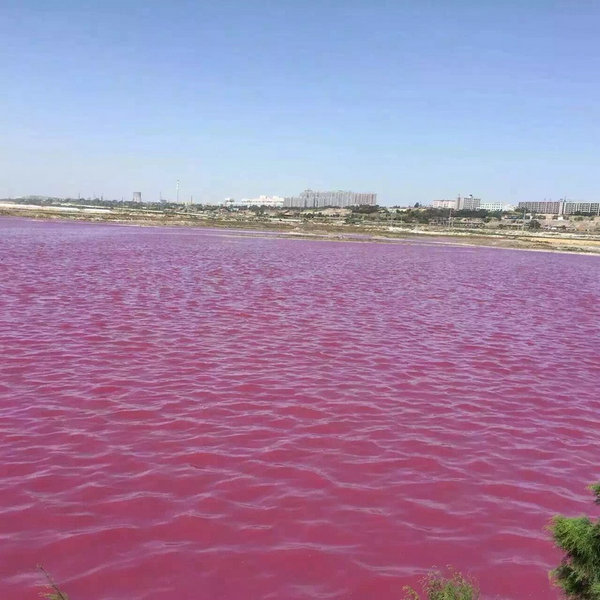 N China's ancient salt lake in rosy hue