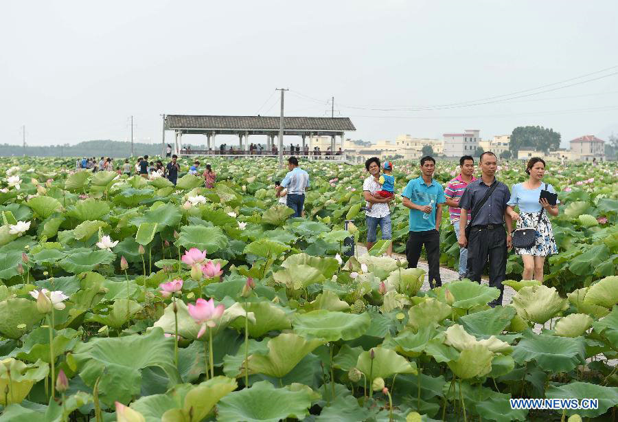 Lotus root industrial park attracts visitors in South China