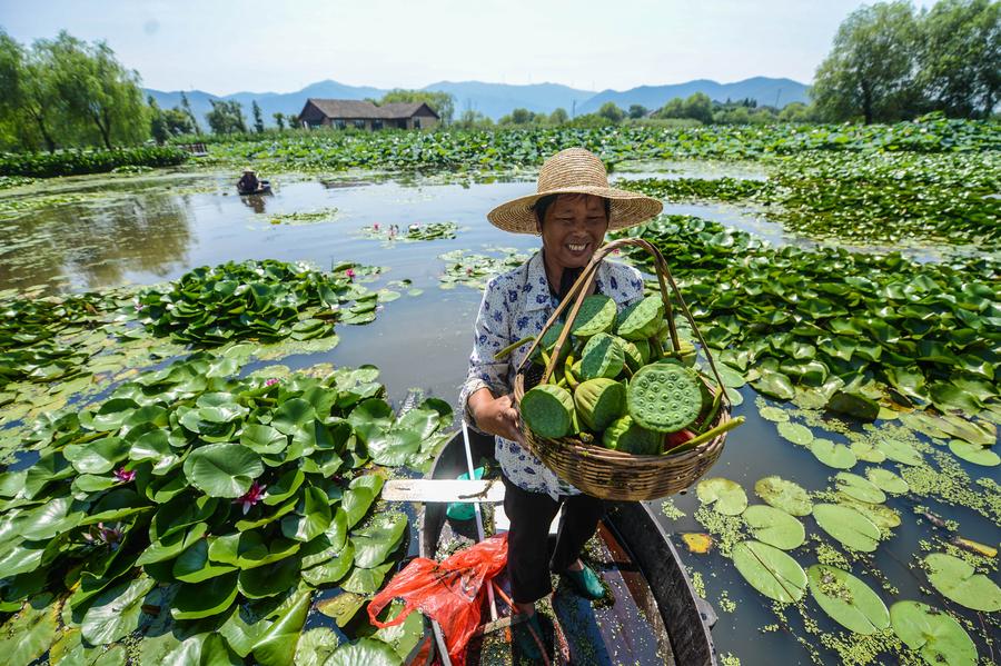 Early autumn harvest in the lotus pond