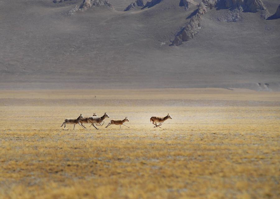 Original beauty is well-maintained in Tibet under 'green development' strategy