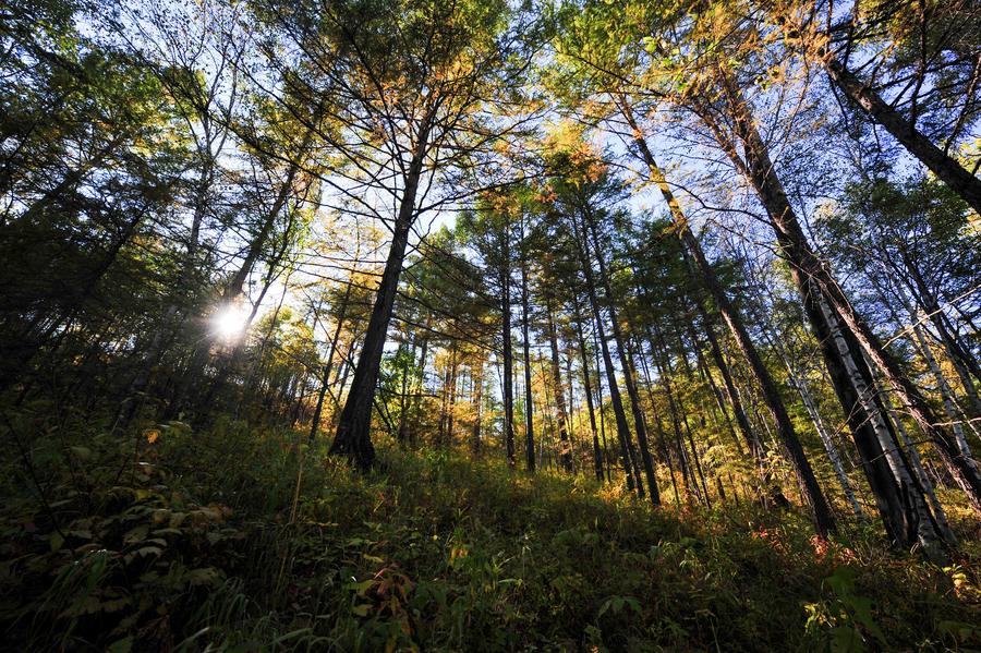 Autumn scenery in Arxan of Inner Mongolia