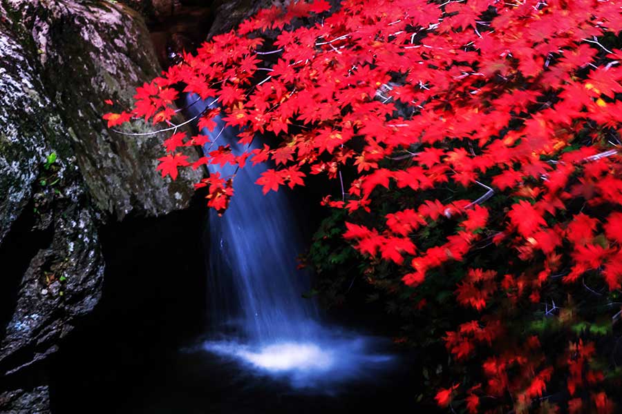 Flaming red maple trees, another late autumn attraction