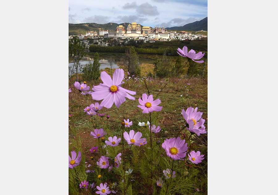 Ganden Sumtseling Monastery, a hot destination in Yunnan