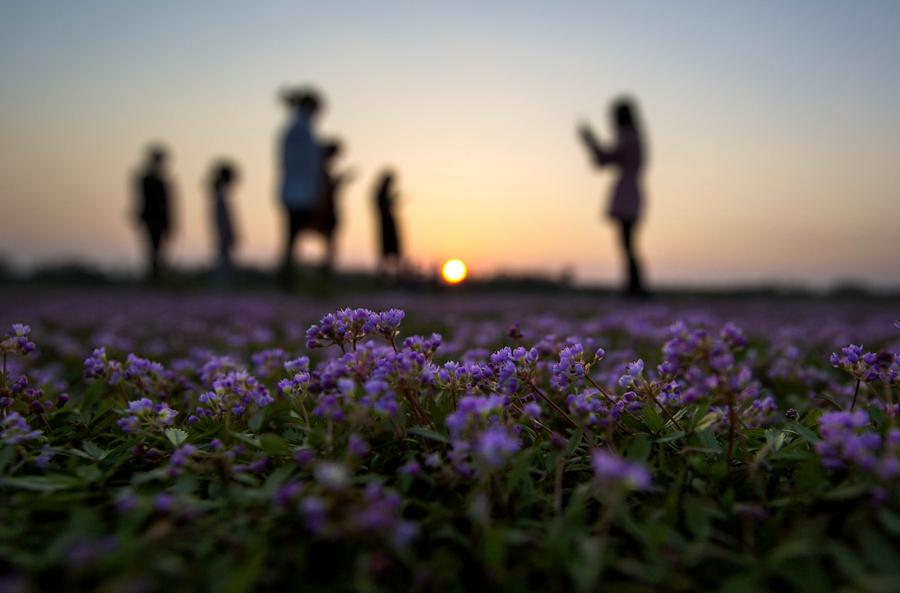 Sea of purple flowers in China's Jiangxi