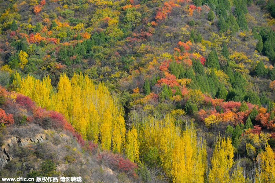 Late autumn views turn Beijing into scenic city