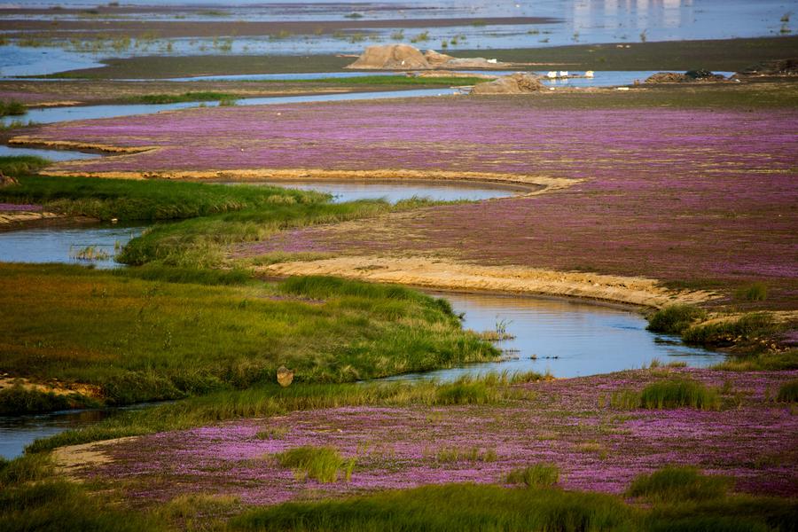 Sea of purple flowers in China's Jiangxi