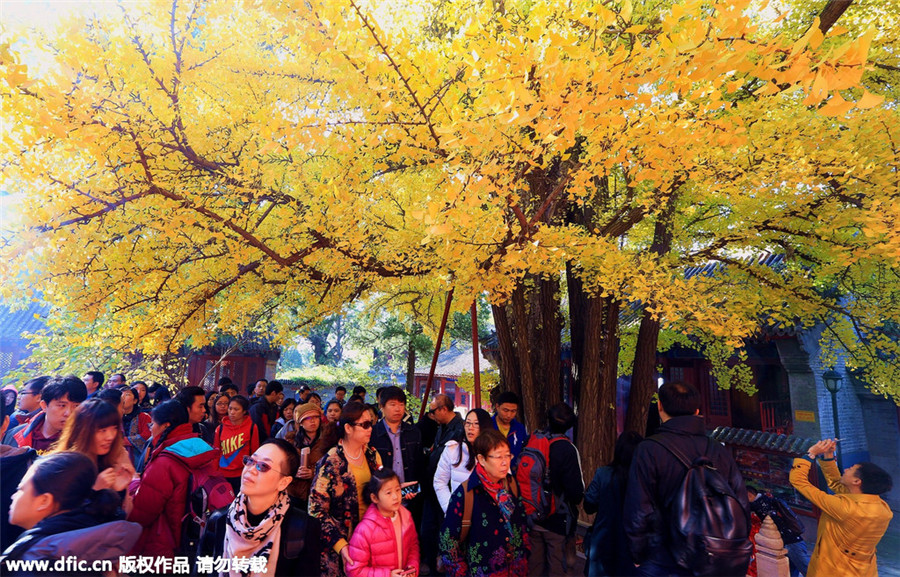 1,100-year-old ginkgo trees attract visitors in Beijing