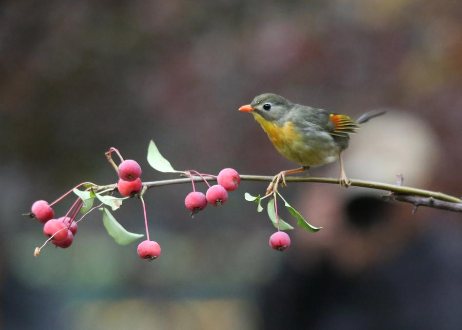 Red-billed leiothrix spotted frolicking in Beijing