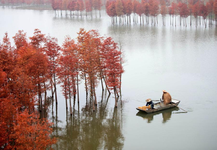 Tranquility in the ‘Water Forest’