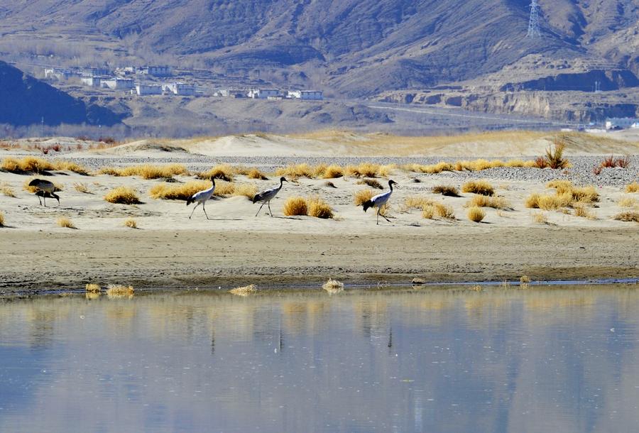 Black-necked cranes seen along Yarlung Zangbo River