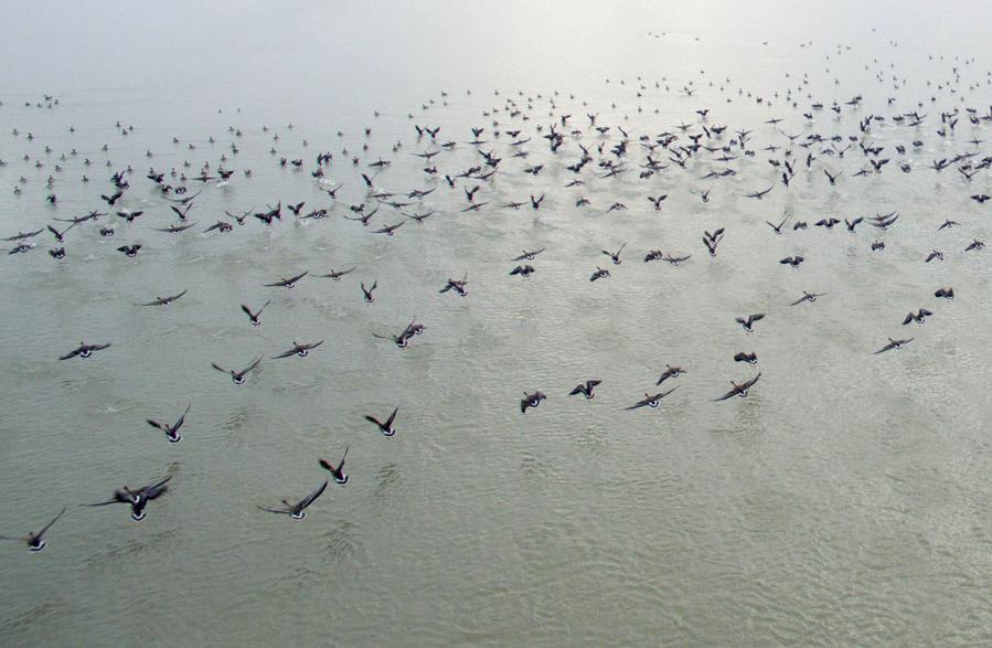 Good ecological conditions in Xuyi attract migratory birds