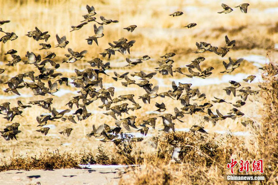 Birds fly in Mingsha Mountain in NW China