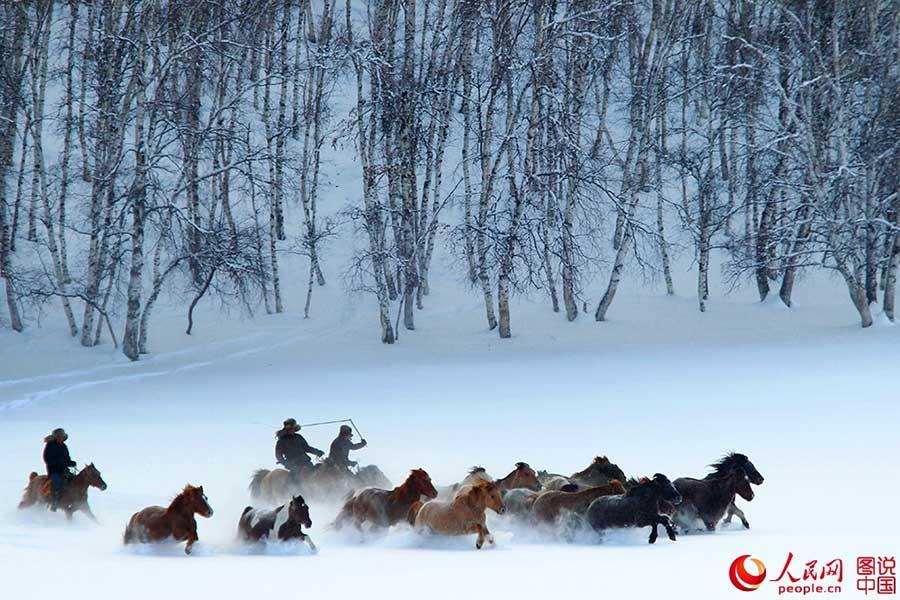 Horses galloping on snow-covered grasslands