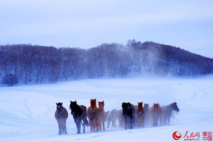 Horses galloping on snow-covered grasslands