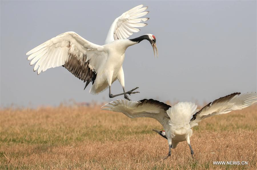 Red-crowned cranes seen at Yancheng nature reserve