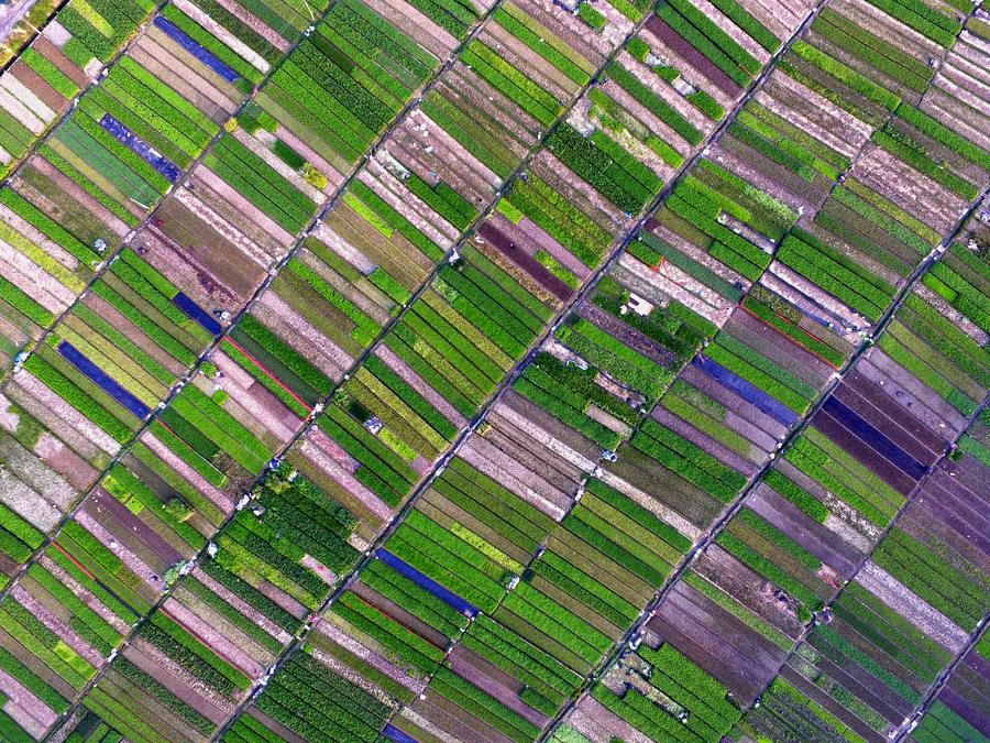 Aerial view of vegetable fields in Nanning