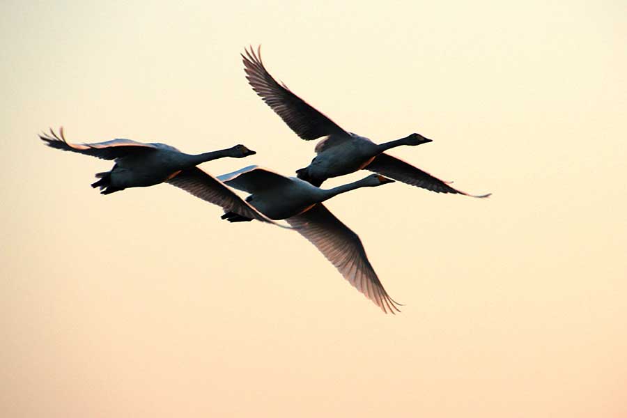 A serene scene on Swan Lake before spring migration begins