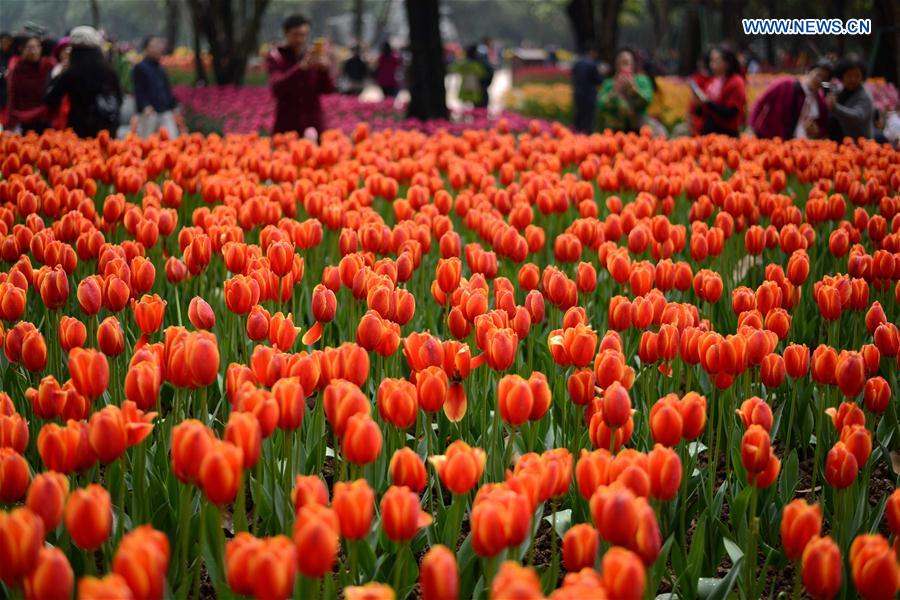 In pics: Blooming tulips in S China