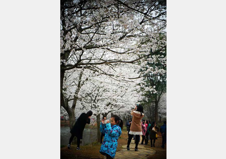 Cherry flowers in full bloom as spring comes