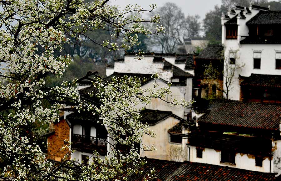 Flowery spring comes to Wuyuan, Jiangxi province