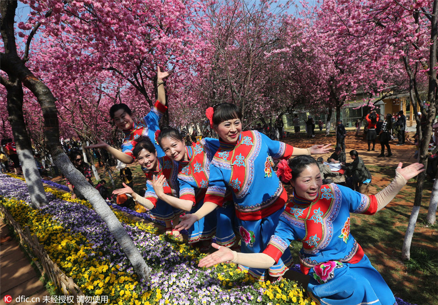 Cherry blossoms in Kunming