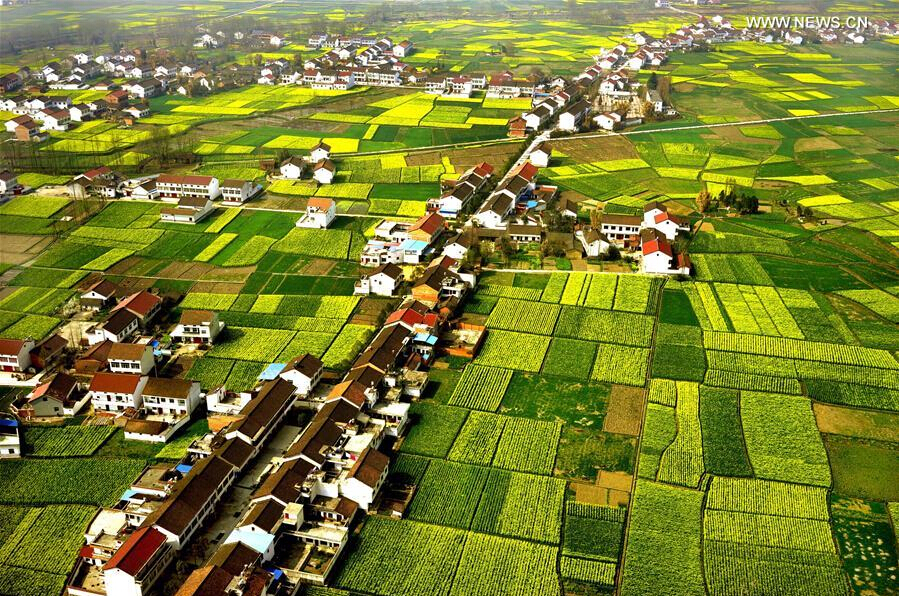 Scenery of cole flowers at Hanzhong City, NW China's Shaanxi