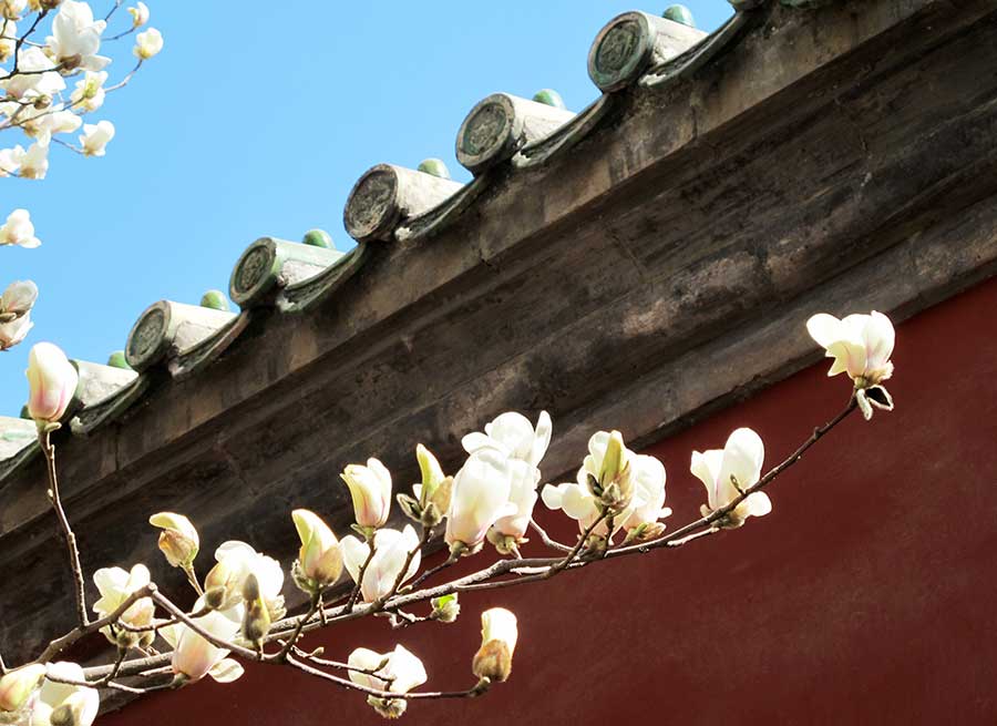 Spring light brightens the Temple of Heaven