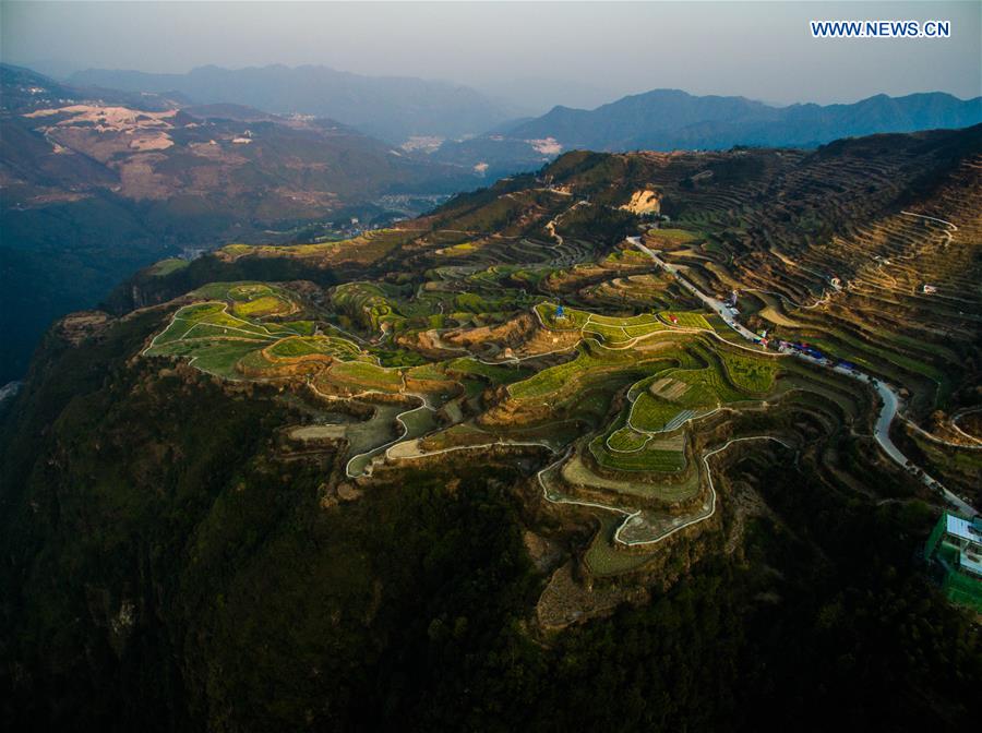 Scenery of cole blossoms in terraced fields, E China