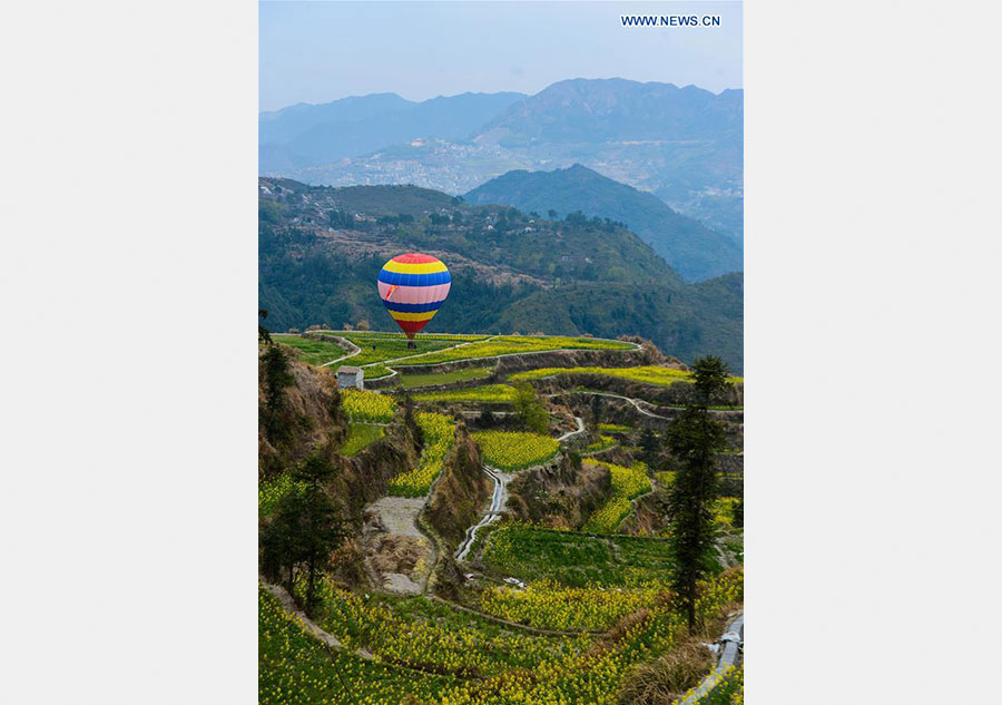 Scenery of cole blossoms in terraced fields, E China