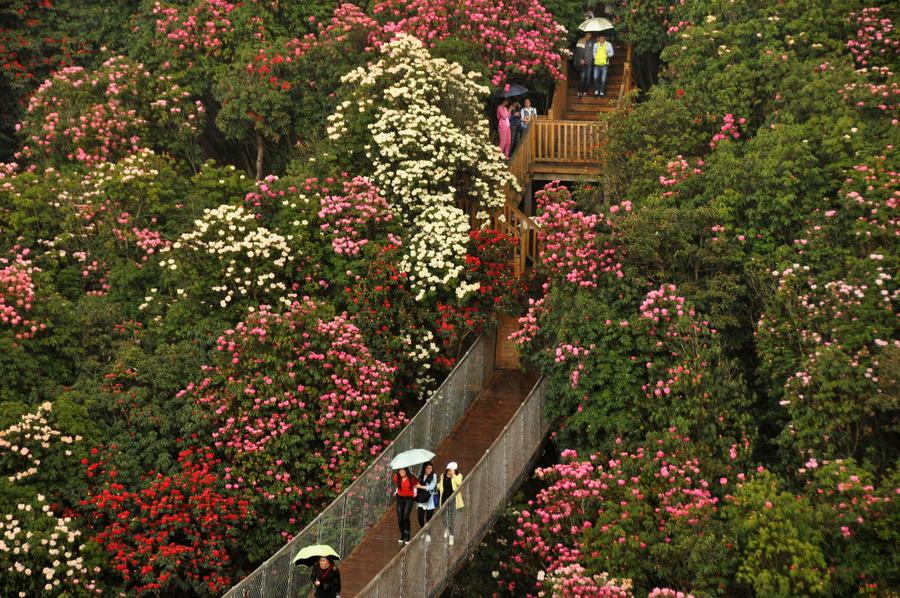 Burst with joy: Azaleas blossom in Guizhou