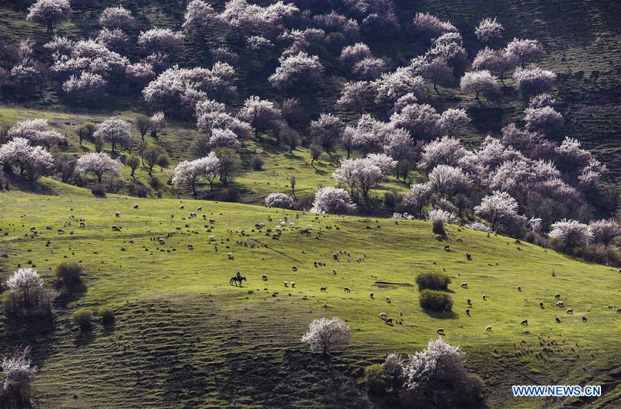 Almond flowers bloom in NW China's Xinjiang