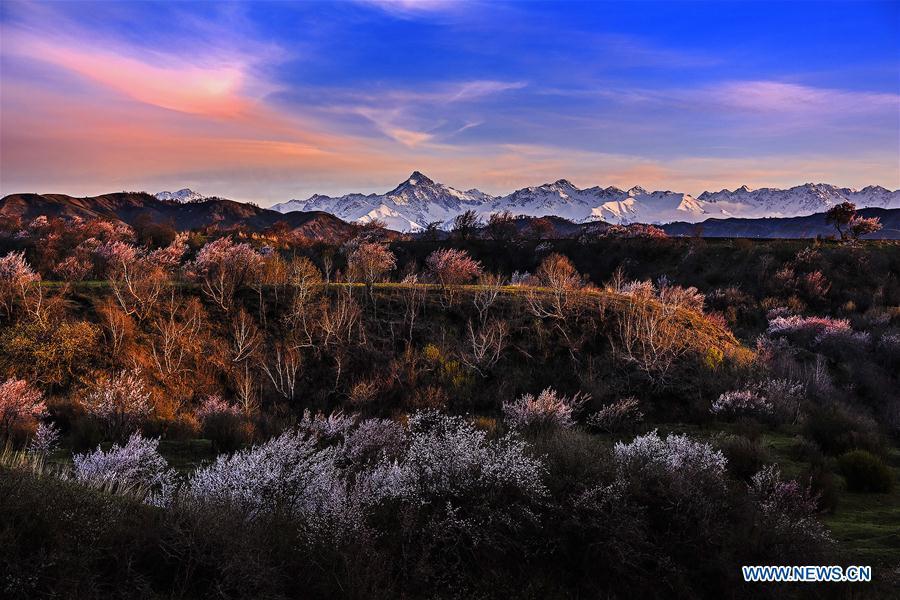 Almond flowers bloom in NW China's Xinjiang