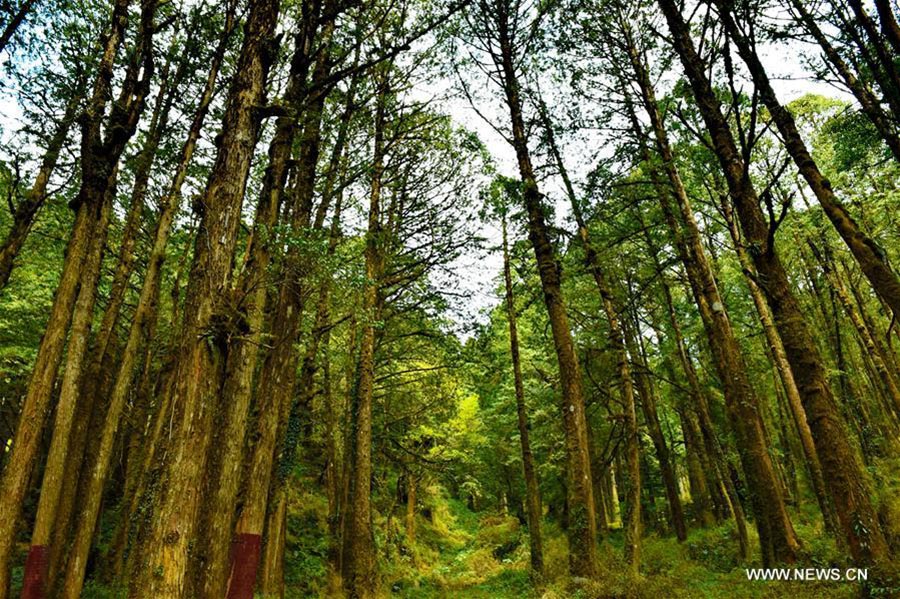 Spring scenery of Ali Mountain in Taiwan