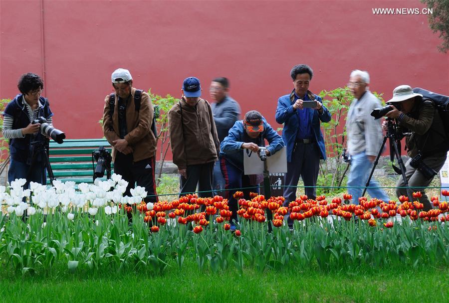 Over 300,000 tulips of 109 brands displayed in Beijing