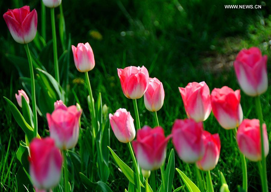 Over 300,000 tulips of 109 brands displayed in Beijing