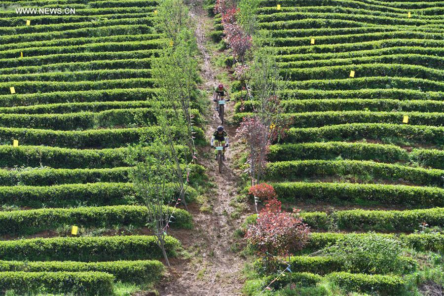 Tea cultural festival opens in SW China's Guizhou