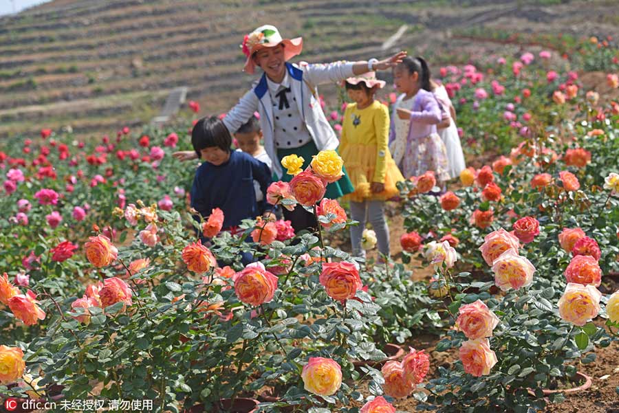 Rose garden opens to visitors in Beijing suburbs